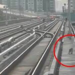Bangkok commuters go bananas as monkey halts BTS traffic | Thaiger