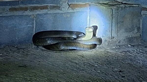 Couple’s king cobra encounter turns into a lotto-tunity