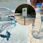 Tourists warned after box jellyfish stings near Bamboo Island | Thaiger