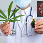 Could cannabis help combat Covid-19? | Thaiger