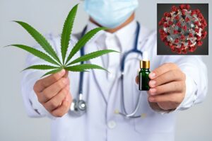 Could cannabis help combat Covid-19?