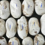 King cobra nest discovered in Hat Yai rubber plantation | Thaiger