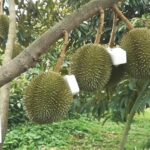 Smell Nakhon Ratchasima&#8217;s durian festival excitement | Thaiger