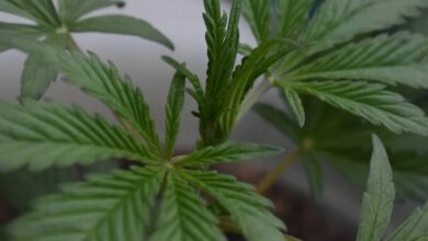 What is the fastest-selling cannabis type in Thailand | Thaiger