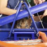 Illegal tiger cub trafficking operation thwarted in Bueng Kan | Thaiger