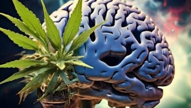 Cannabis: A potential ally against long Covid brain inflammation