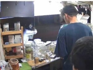 Caught on cam: Teens blaze through vandalism at cannabis shop