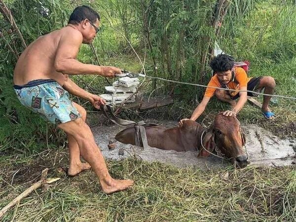 Farmer saves massive cow trapped in well in East Pattaya