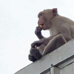 Lopburi monkey mayhem: Biker crashes over stolen durian | Thaiger