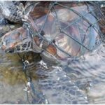 Third sea turtle rescued from fishing nets in Phuket this week | Thaiger