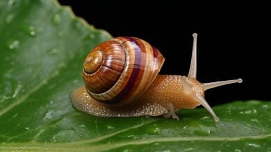 Snail mucus: The slimy secret to fighting bacterial infections