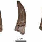 Basal tyrannosauroid teeth found in Kalasin, Thailand | Thaiger
