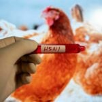 Thailand intensifies bird flu and anthrax monitoring | Thaiger