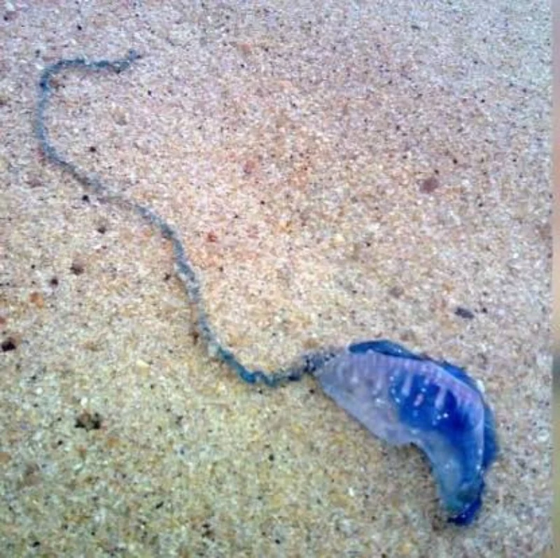 Stinging situation as Bluebottles sighted around Racha Islands