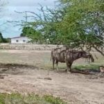 Man gored by buffalo in Chon Buri rushed to hospital | Thaiger