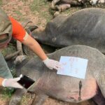 Mysterious deaths of eight buffaloes spark health concerns in Korat | Thaiger