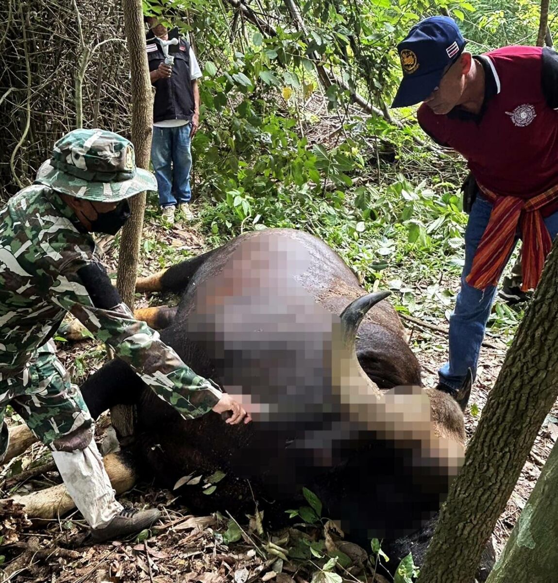 Bull-dozed: Wild chase ends in tragic crash near Khao Yai | News by Thaiger