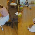 Cat-astrophe at cat cafe: Woman claws for 25,000 baht after bite | Thaiger