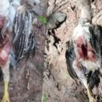 Mysterious chicken deaths in Prachinburi spark concern | Thaiger