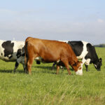 Saudi Arabia approves live animal imports from Thailand | Thaiger