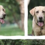 Army dog auction to feature trained military dogs | Thaiger