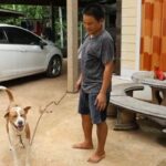 Mixed-breed dog attack leaves five year old girl with severe injuries | Thaiger