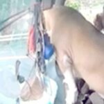 Barking mad: Pit bull heroes defuse tense road rage incident (video) | Thaiger