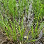 Severe drought in Nakhon Ratchasima threatens rice farmers | Thaiger