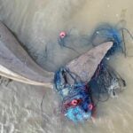 Female dugong found dead from illegal fishing nets in Krabi | Thaiger