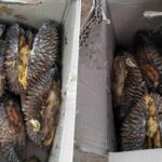 Chiang Mai woman faces durian delivery disaster, receiving only peels | Thaiger