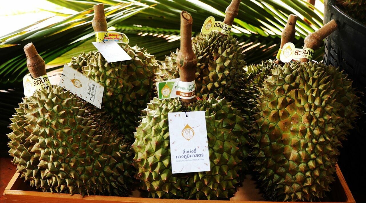 Durian festival returns to Pak Chong for 2024 celebration