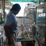 Busted feathers: Cops pause drug arrest to feed chickens, budgies | Thaiger