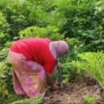 Villagers in Satun eagerly harvest wild konjac for gourmet dishes | Thaiger