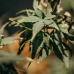 Effects of cannabis on Cannabinoid receptors | Thaiger