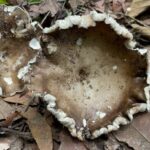 Deadly dish: Mushroom curry poisoning in Yasothon kills one | Thaiger