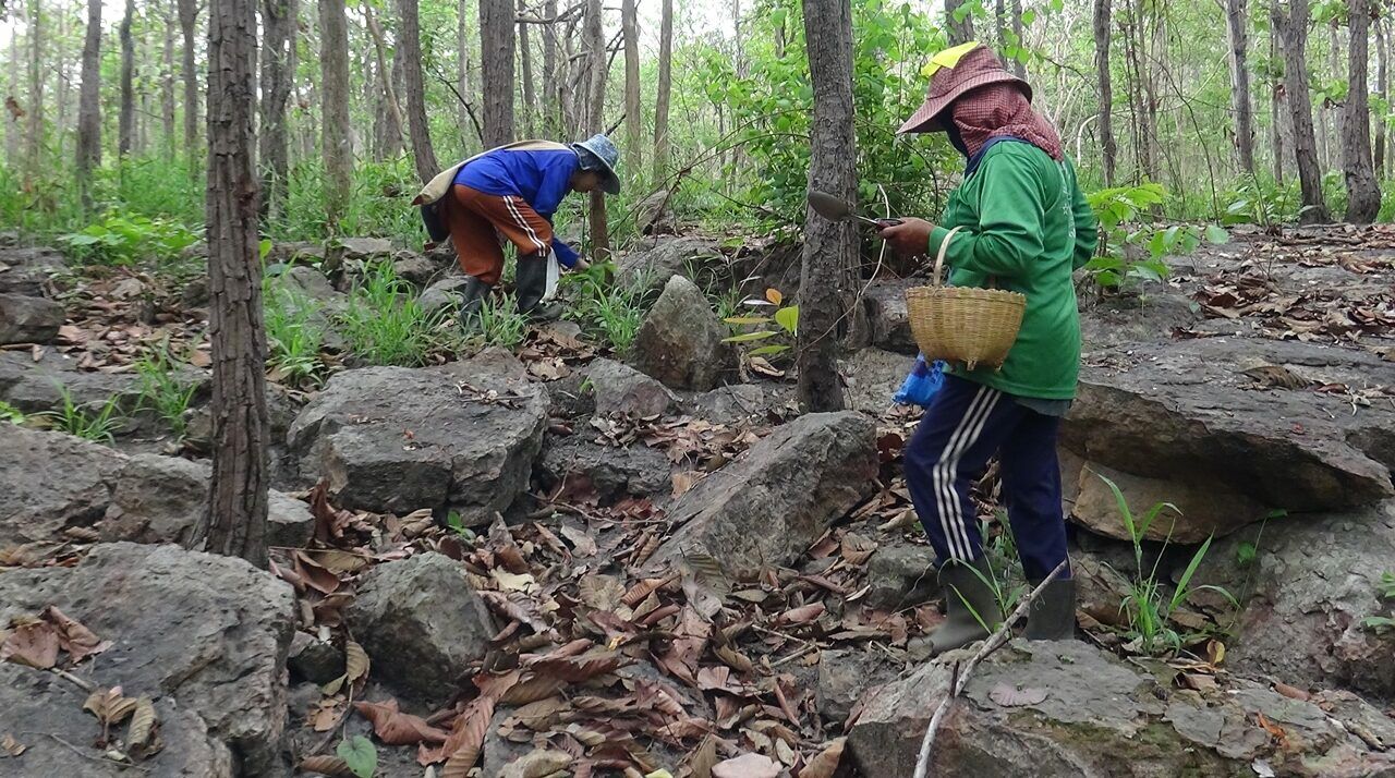 Khon Kaen Zoo opens for wild mushroom harvesting, aids economy