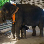 Pattaya garden trumpets arrival of twin baby elephants | Thaiger