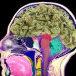 Can marijuana cause brain damage? | Thaiger