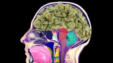 Can marijuana cause brain damage?