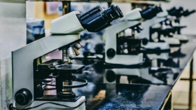 Exploring Selank peptide in infection research