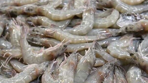 Thailand imports shrimp from Ecuador amid local production crisis