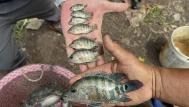 Invasive fish species wreak havoc on Samut Prakan shrimp farms