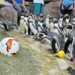 Penguins parade scores big with Khao Kheow Zoo euro 2024 flag frenzy | Thaiger