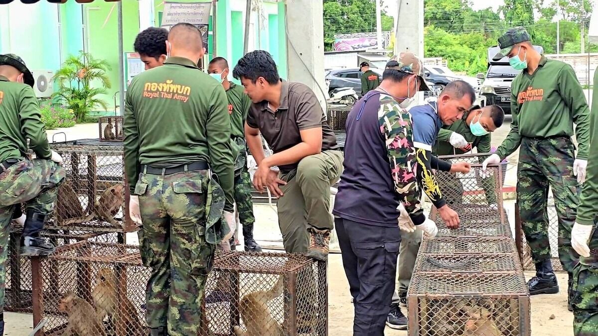 Lopburi Municipality captures 150 monkeys in new operation