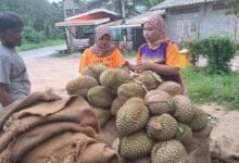 Yala durian farmers struggle with low prices after export rejection