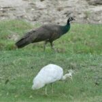 Thai rangers hunts for invasive peacocks to protect Thai peafowls | Thaiger