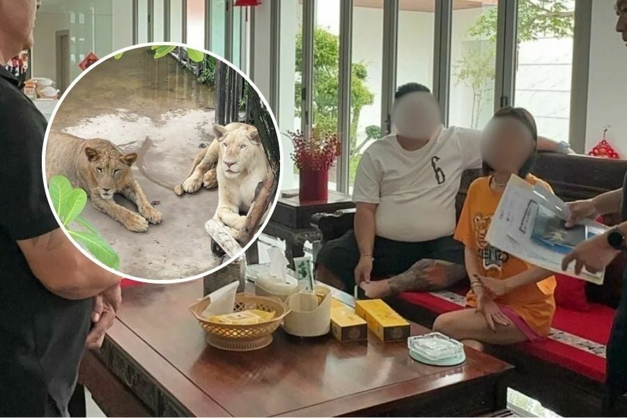 Feline fine: Chinese couple’s lion taming lands them in hot water