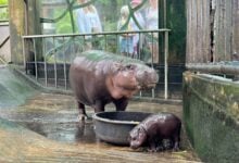 Newborn pygmy hippo charms visitors at Khao Kheow Open Zoo