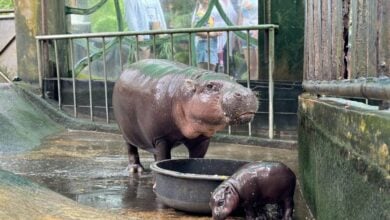 Newborn pygmy hippo charms visitors at Khao Kheow Open Zoo