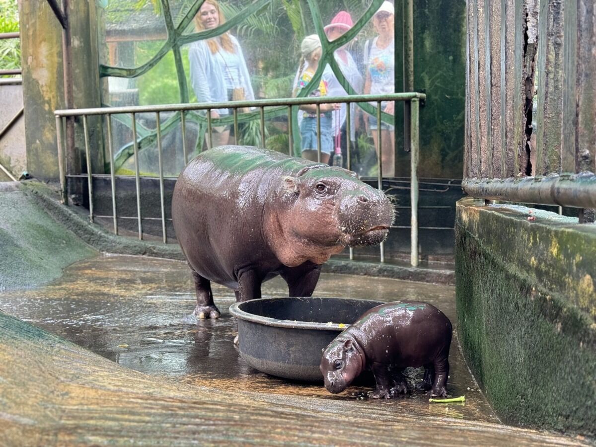 Newborn pygmy hippo charms visitors at Khao Kheow Open Zoo